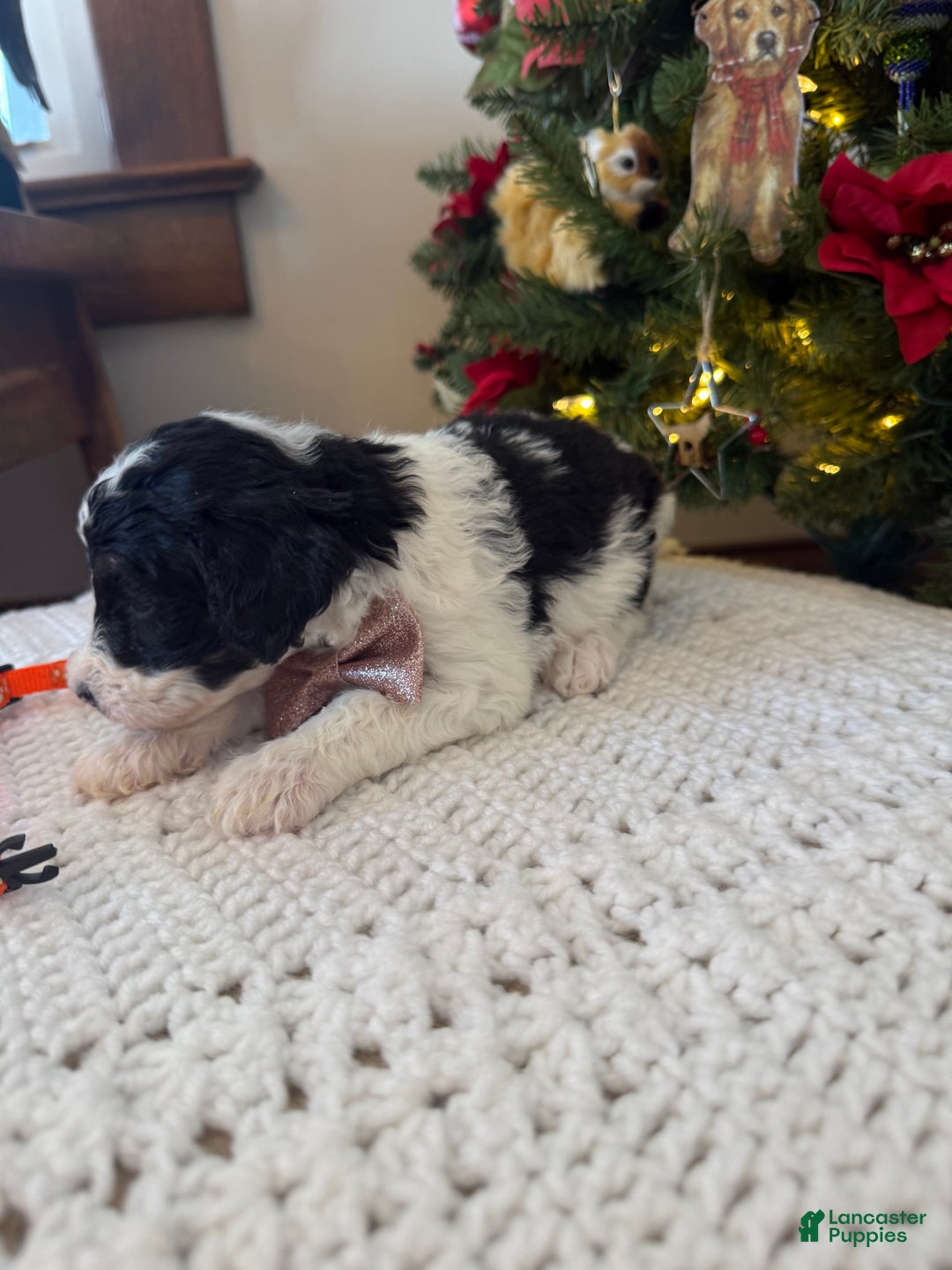 Mixed Breed dogs for sale: Finnigan - Ad 3