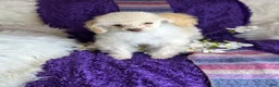 Toy Poodle dogs for sale: Rosemary - Ad 4