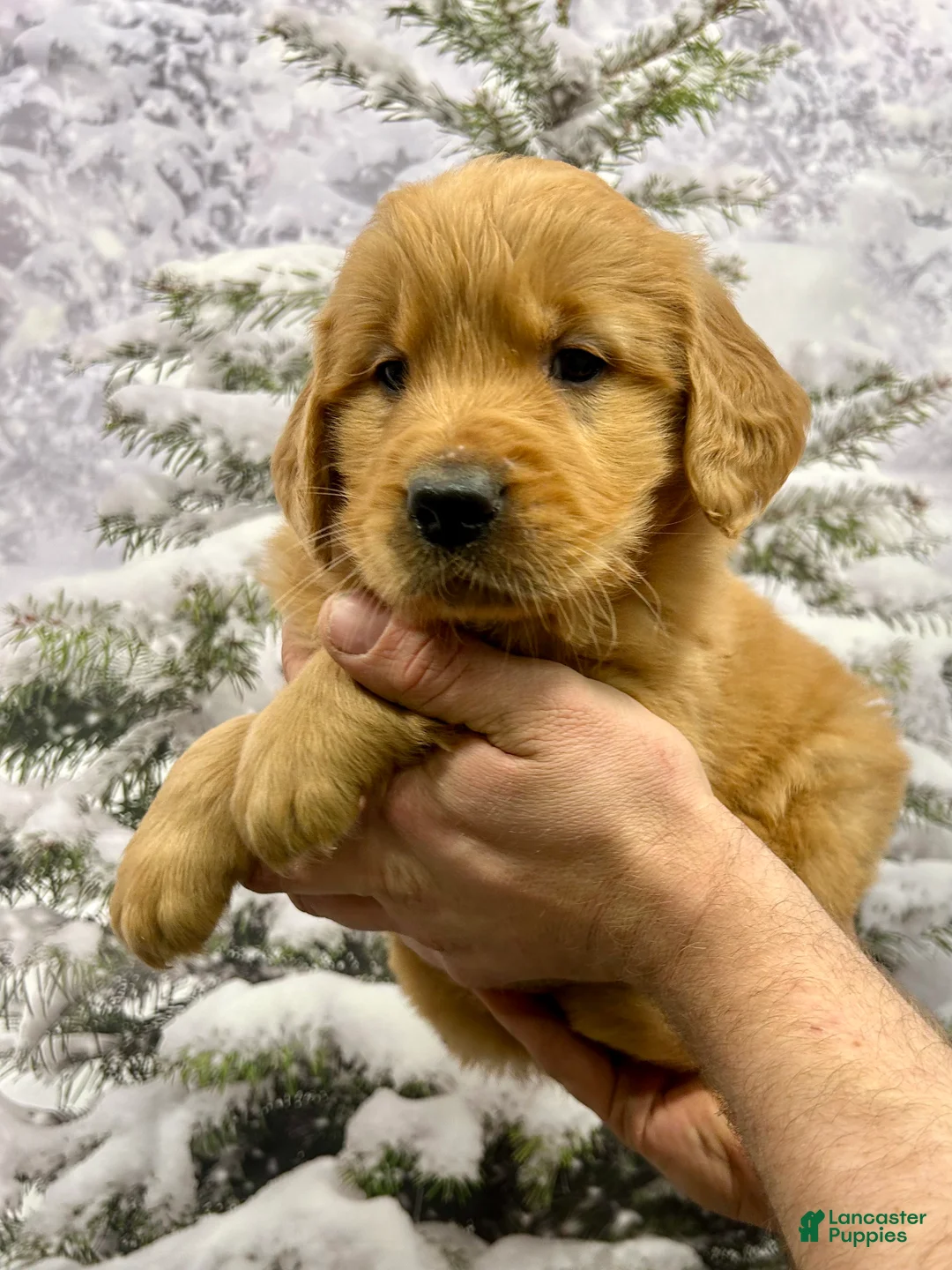 Golden Retriever dogs for sale: Duke  - Ad 1