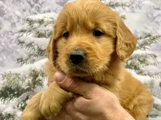 Golden Retriever dogs Duke - Ad 40