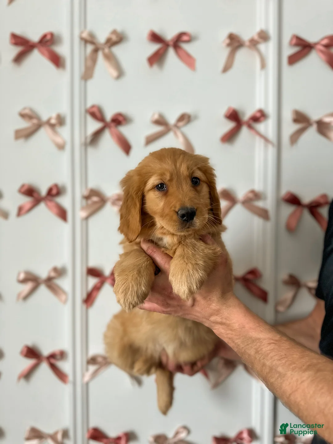 Golden Retriever dogs for sale: Callie - Ad 7