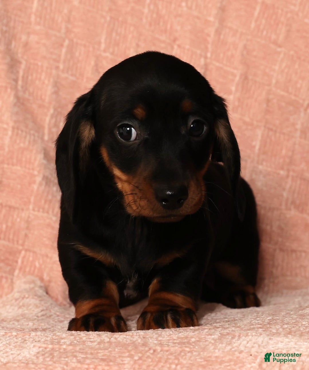 Miniature Dachshund dogs for sale: Rudolph - Ad 8