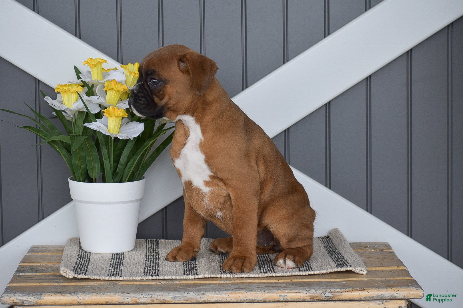 Boxer dogs Gianna - Ad 2