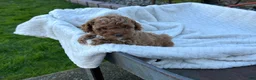 Toy Poodle dogs for sale: Gabi - Ad 11