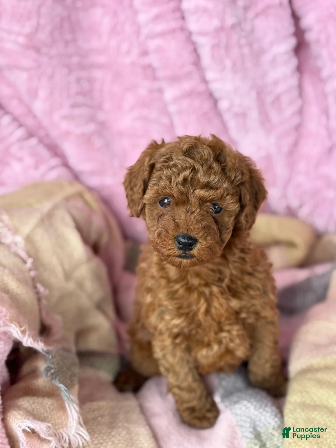 Toy Poodle dogs for sale: Norra - Ad 6