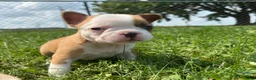 Frenchton dogs for sale: Twix - Ad 5