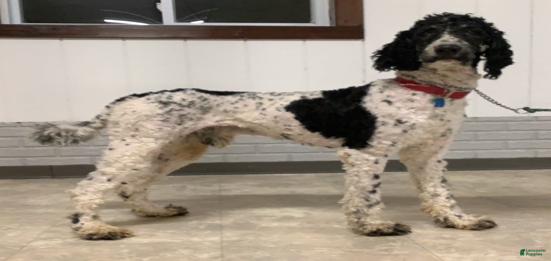 Gallery Image {{count}}