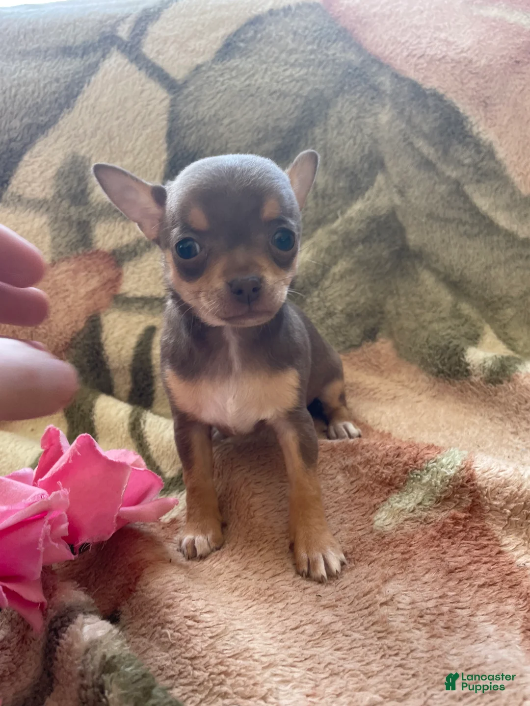 Chihuahua dogs for sale: Maggie - Ad 3