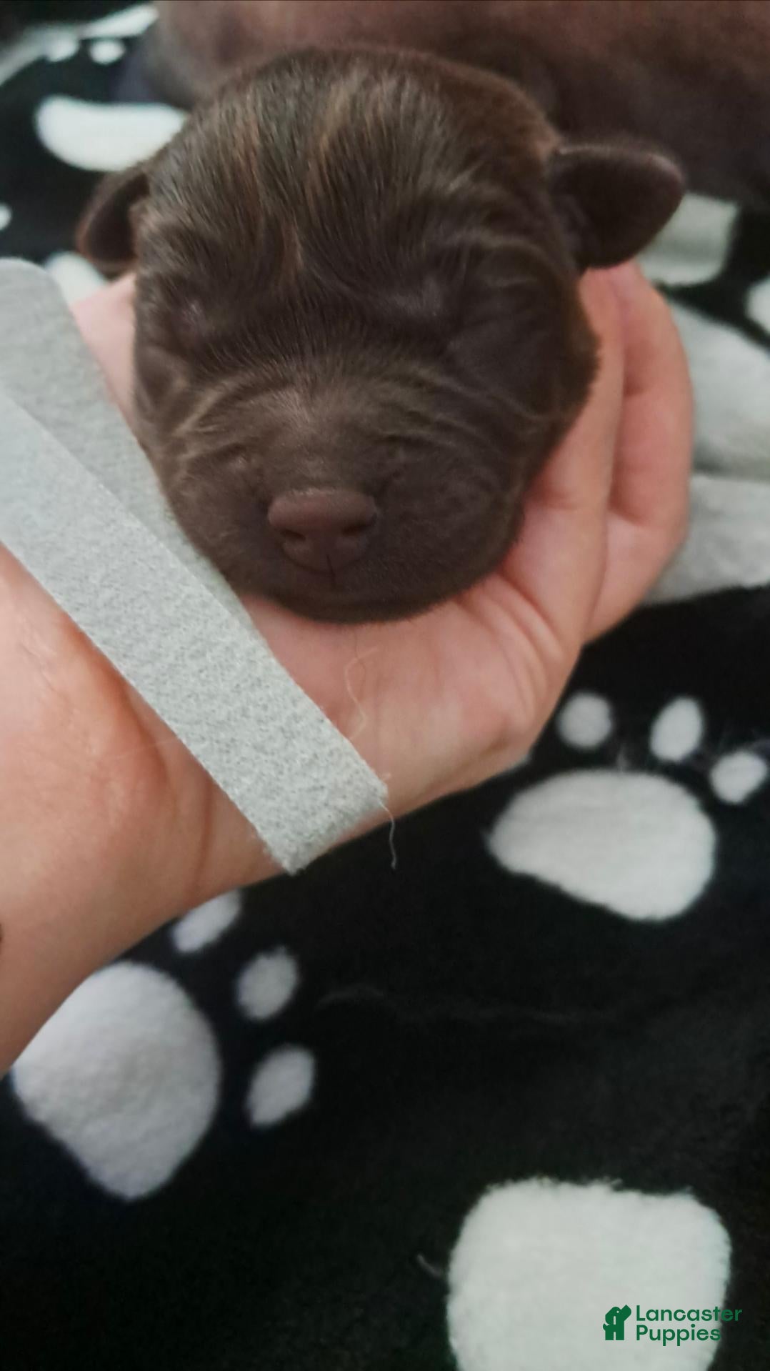 Labrador Retriever dogs Labrador Retriever 6 - Ad 30