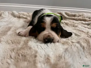 Basset Hound dogs Lance - Ad 22