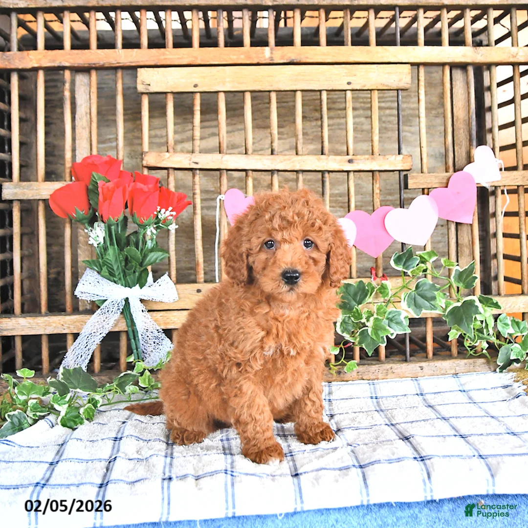 Mini Goldendoodle dogs for sale: Marshal - Ad 3