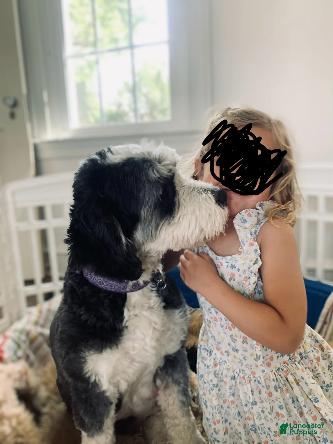 Mini Bernedoodle dogs for sale: Maggie - Ad 3