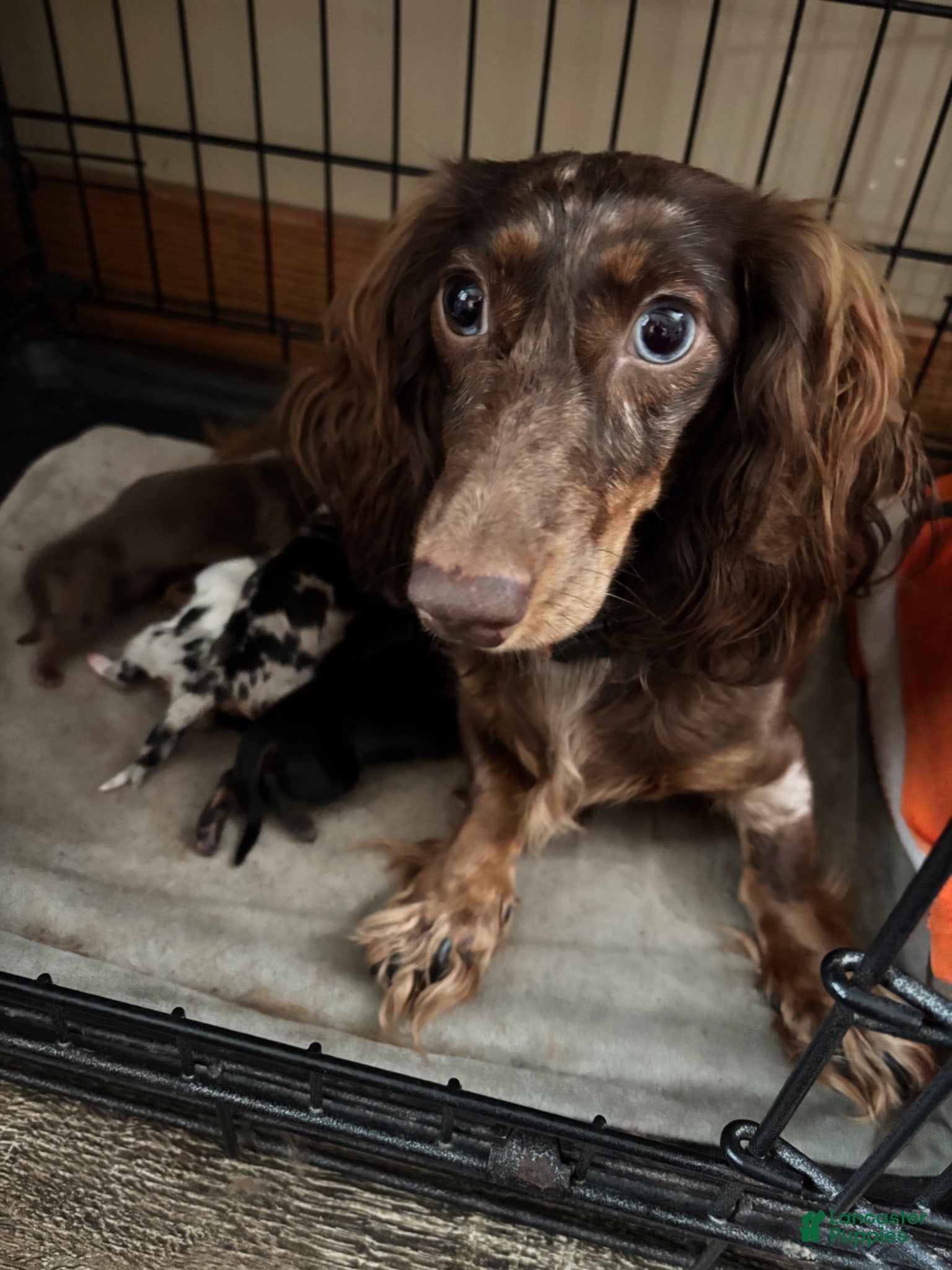 Dachshund dogs Dachshund 5 - Ad 2
