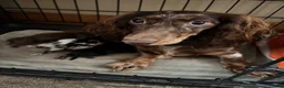 Dachshund dogs for sale: Dachshund 2 - Ad 2