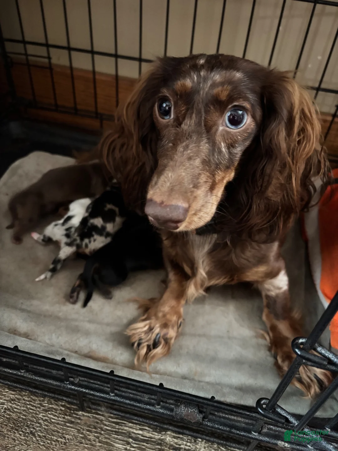 Dachshund dogs for sale: Dachshund 2 - Ad 2