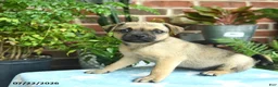 Jug dogs for sale: Chocolate  - Ad 3
