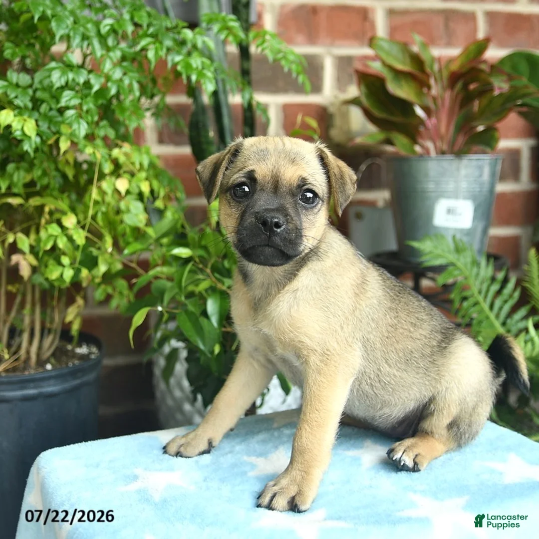 Jug dogs for sale: Chocolate  - Ad 3