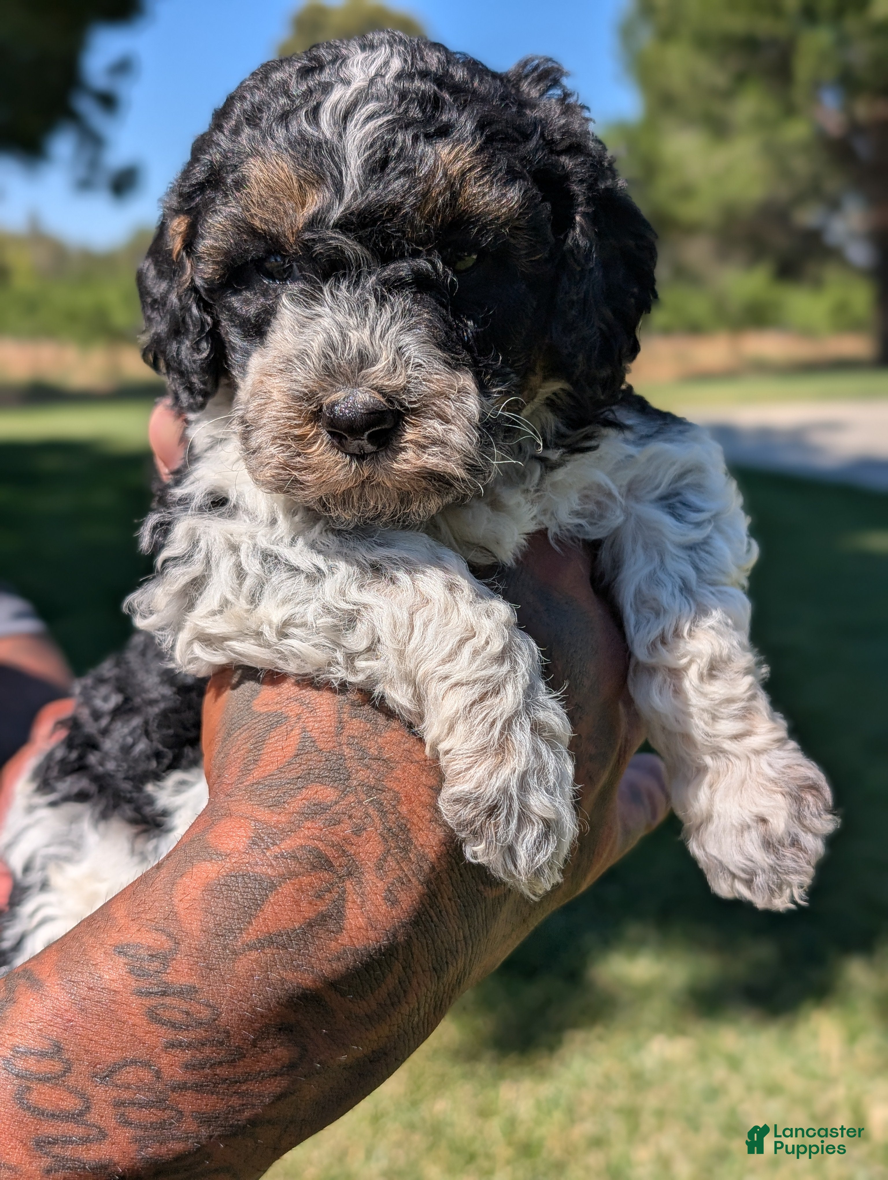 Mixed Breed dogs SAGE - Ad 2