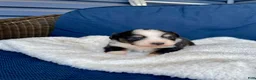 Australian Shepherd dogs for sale: Australian Shepherd- Chloe  - Ad 17