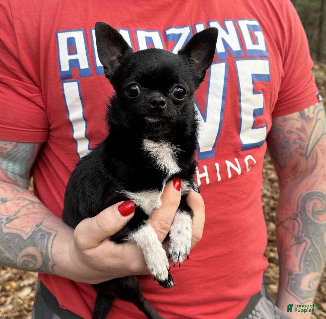 Gallery Image {{count}}