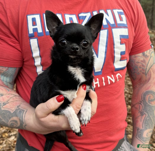 Gallery Image {{count}}