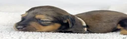 Miniature Dachshund dogs for sale: Whip cream - Ad 4