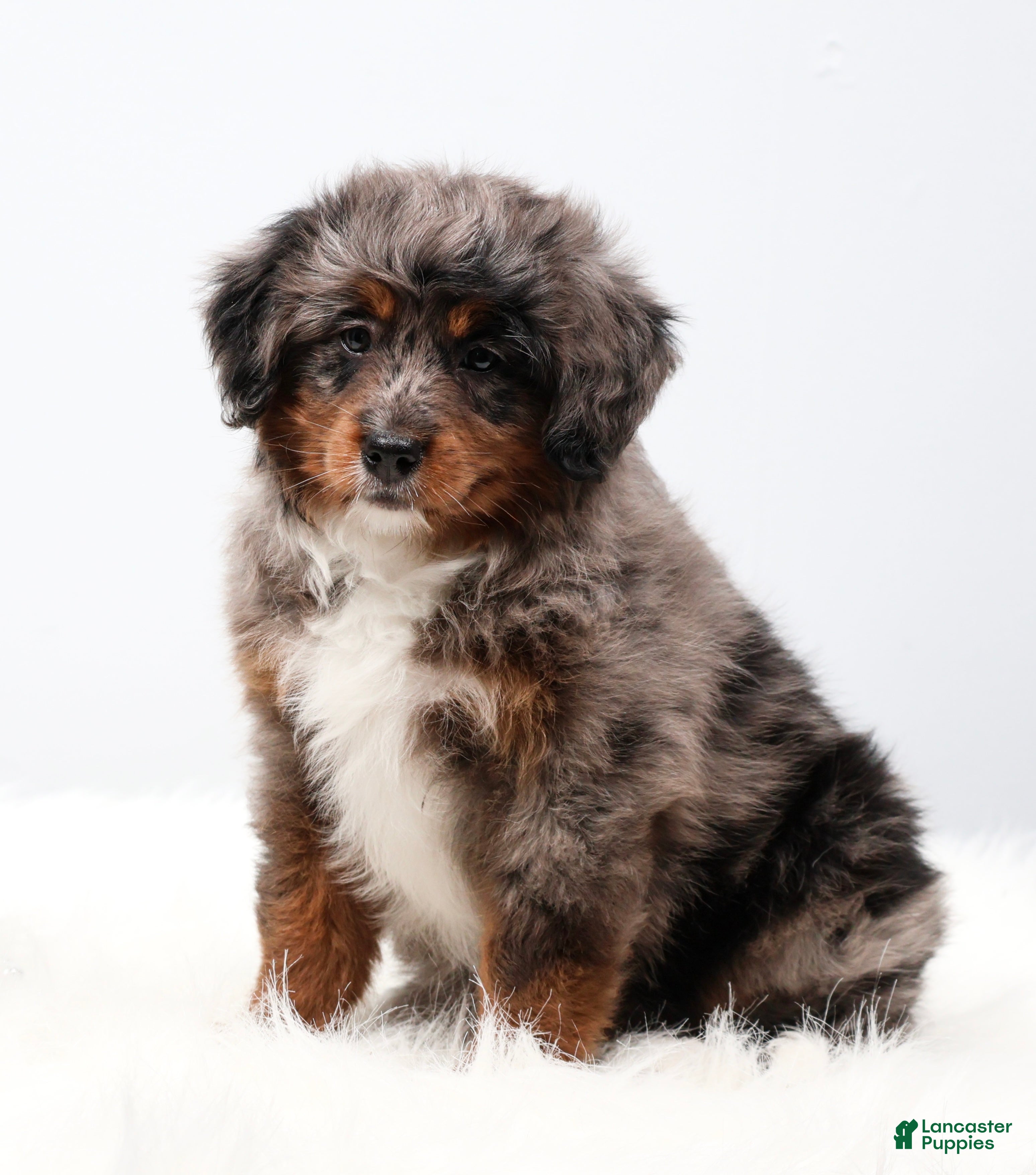 Mini Bernedoodle dogs Candy  - Ad 1