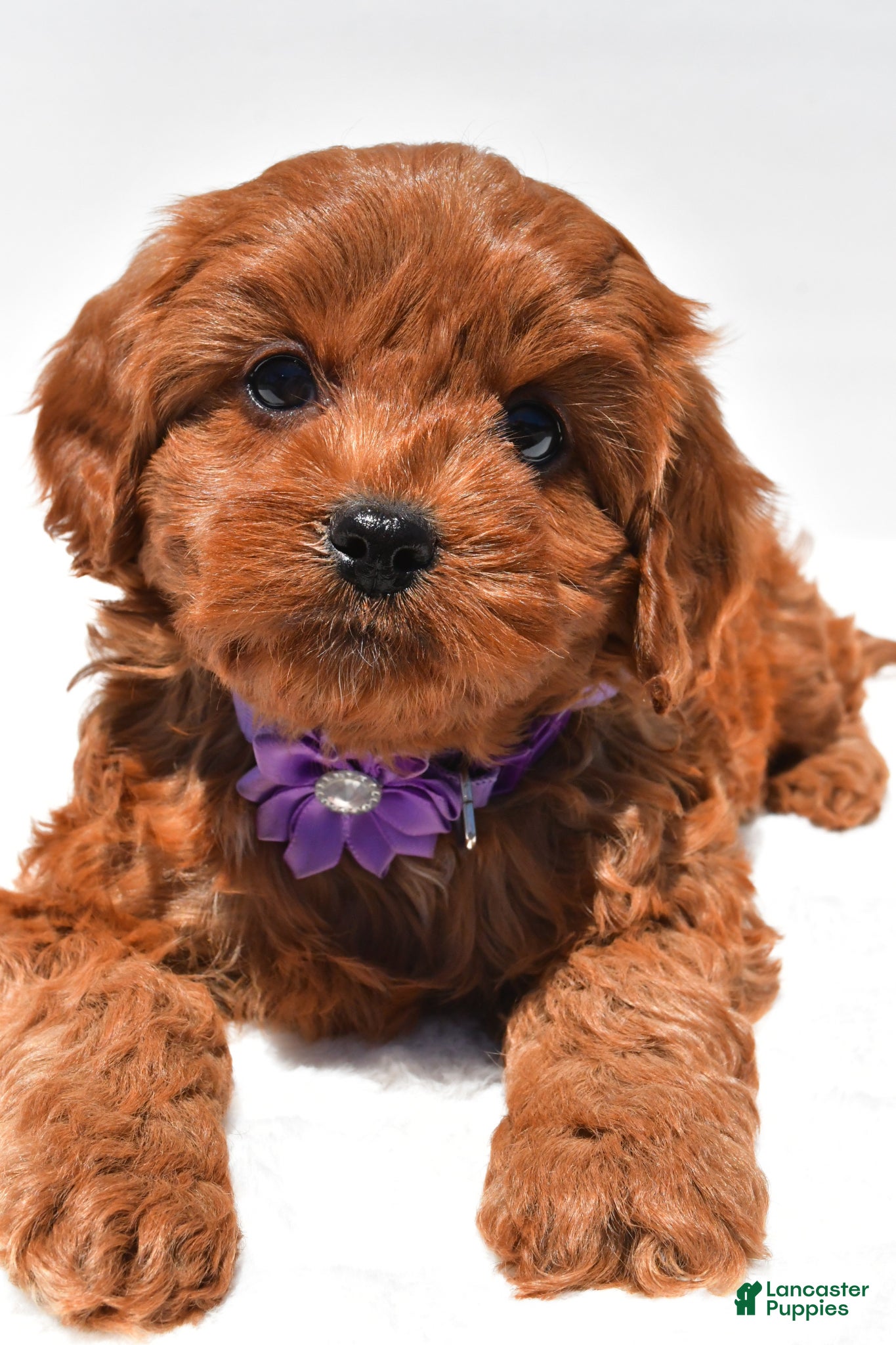 Cavapoo dogs for sale: Sally f1b - Ad 2