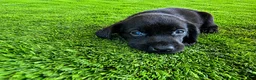Labrador Retriever dogs for sale: Daisy - Ad 4