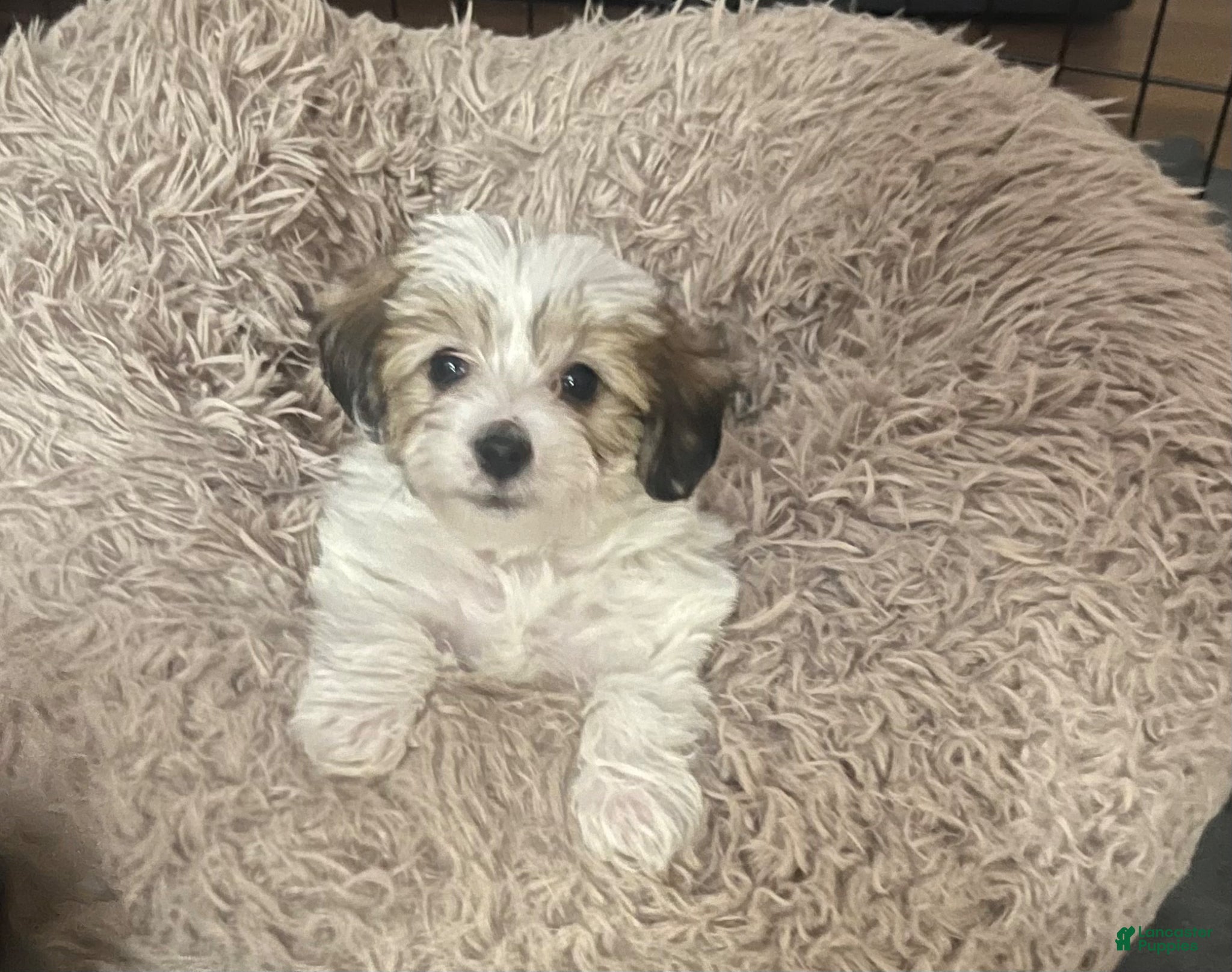 Yorkiepoo dogs Yorkiepoo Puppy 1 - Ad 1