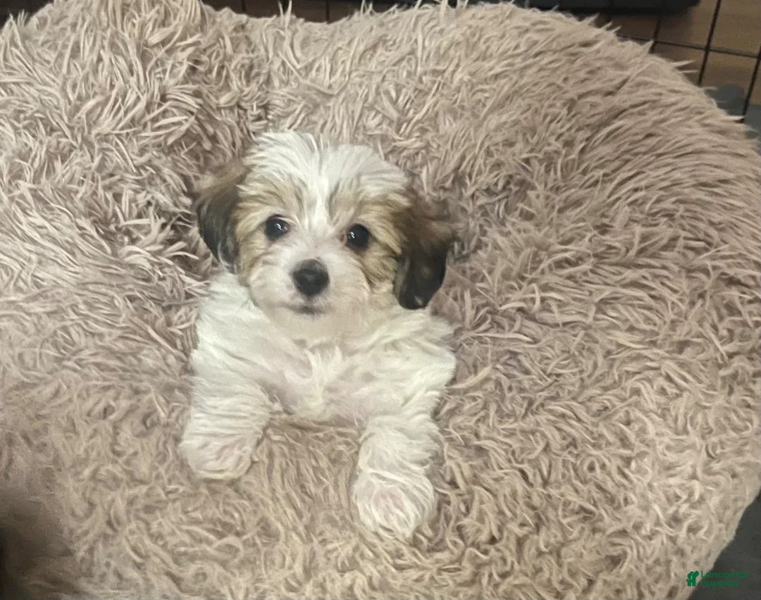 Yorkiepoo dogs for sale: Yorkiepoo Puppy 1 - Ad 1