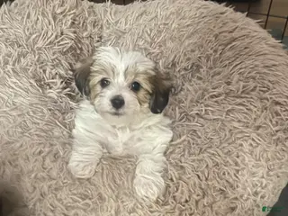 Yorkiepoo dogs for sale: Yorkiepoo Puppy 1 - Ad 3