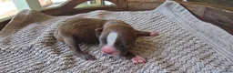 Boston Terrier dogs for sale: Boston Terrier Puppy 2 - Ad 2