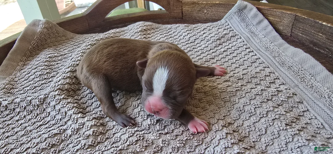 Boston Terrier dogs for sale: Boston Terrier Puppy 2 - Ad 2