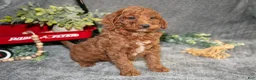 Miniature Poodle dogs for sale: Bixby - Ad 1