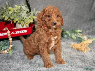 Miniature Poodle dogs Bixby - Ad 42