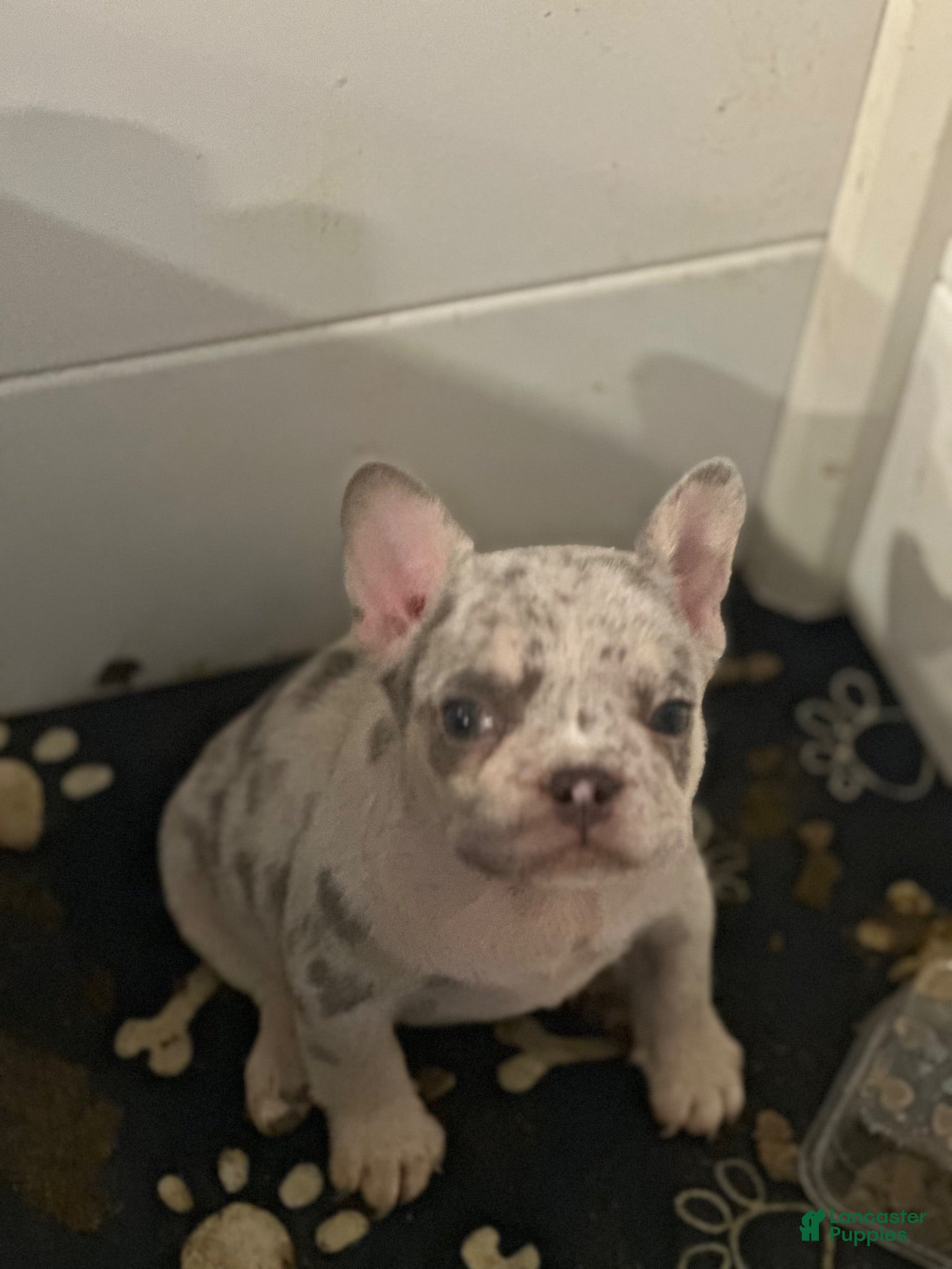 French Bulldog dogs French Bulldog 1 - Ad 4
