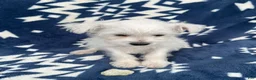 Miniature Schnauzer dogs for sale: AKC Lady  - Ad 5