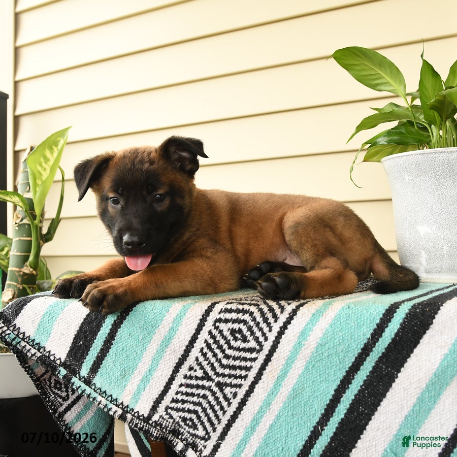 Belgian Malinois dogs Baraka - Ad 2