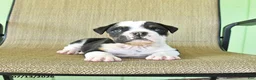 Olde English Bulldogge dogs for sale: Gunner - Ad 3