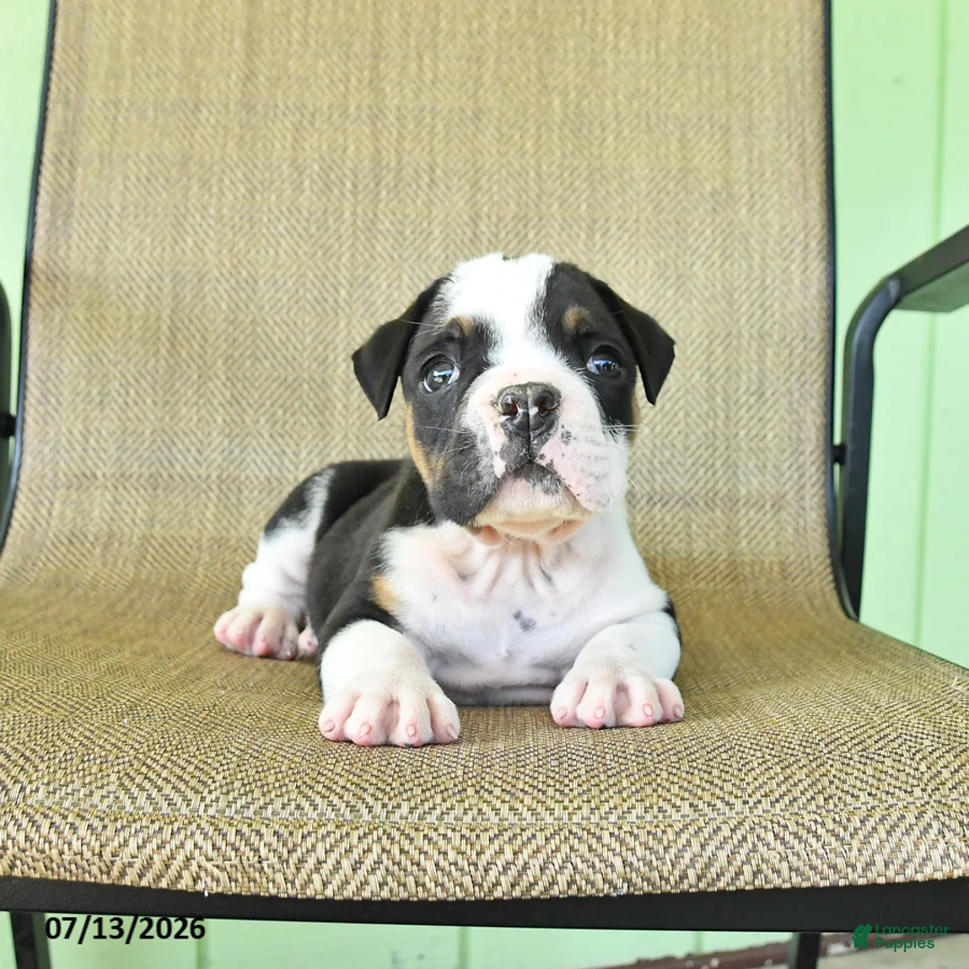 Olde English Bulldogge dogs for sale: Gunner - Ad 3