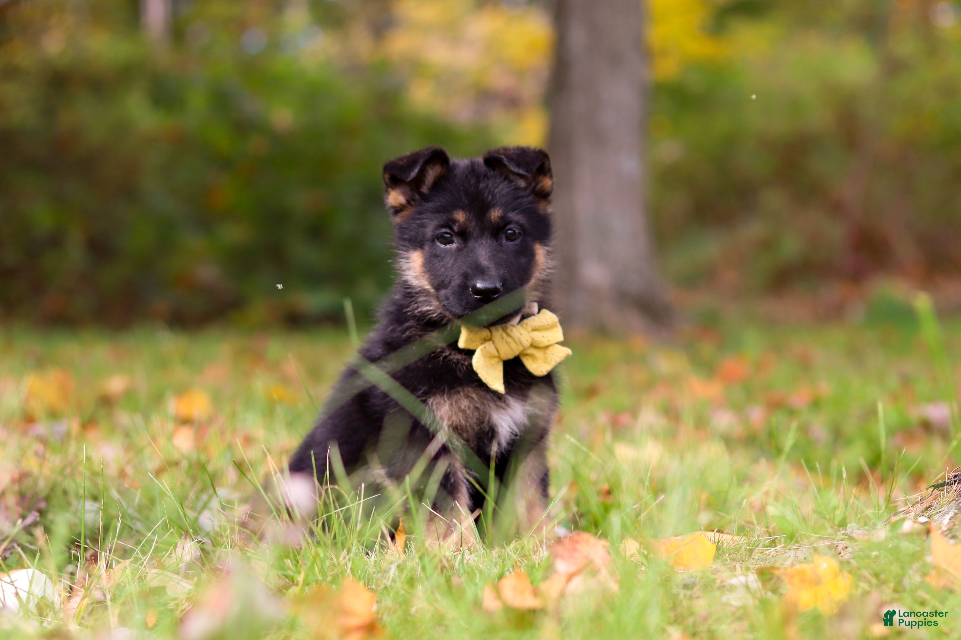 German Shepherd dogs Ryan - Ad 2