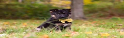 German Shepherd dogs for sale: Ryan - Ad 2