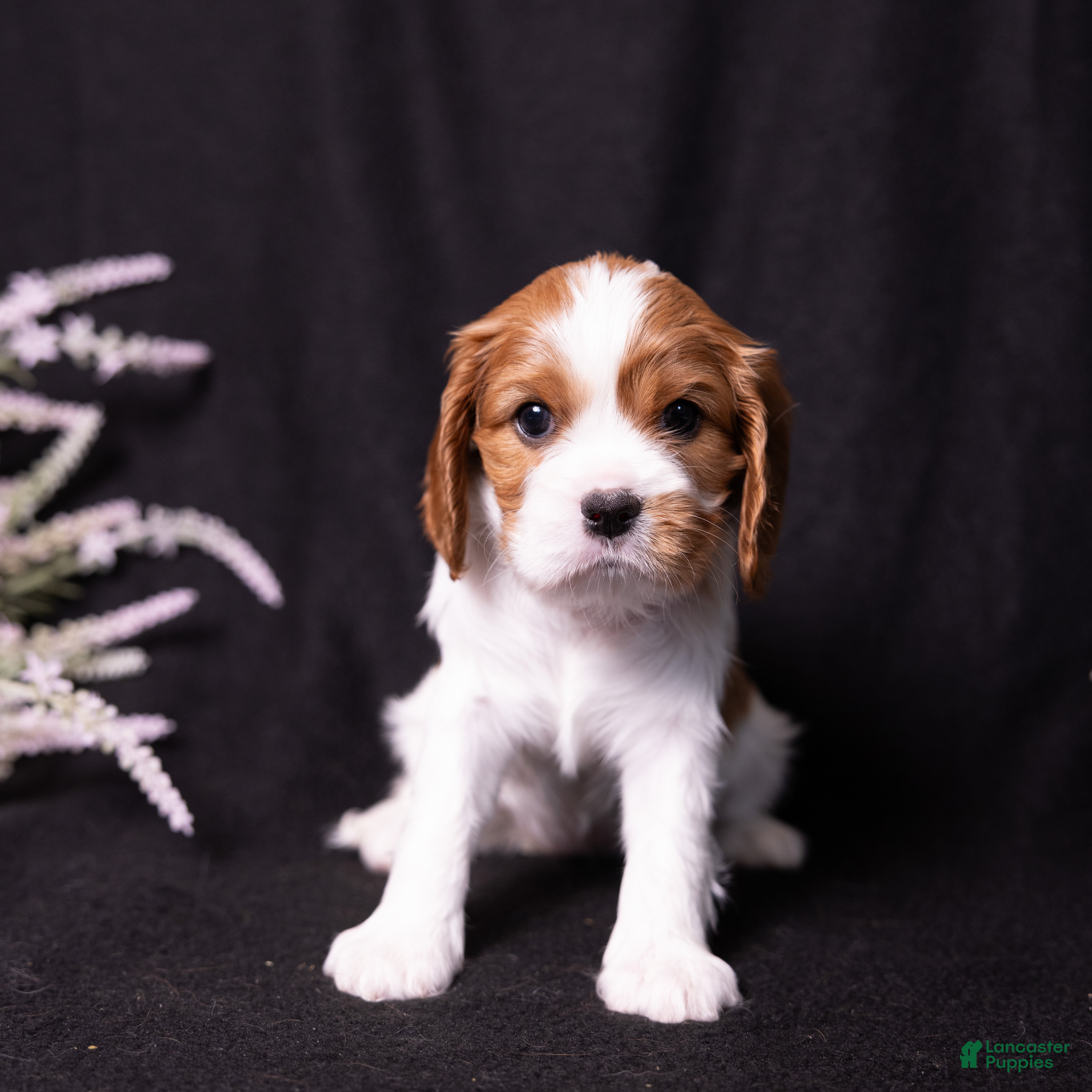 Cavalier King Charles Spaniel dogs Harmony - Ad 1