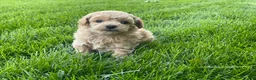 Miniature Poodle dogs for sale: Albert Miniature Poodle Puppy  - Ad 7