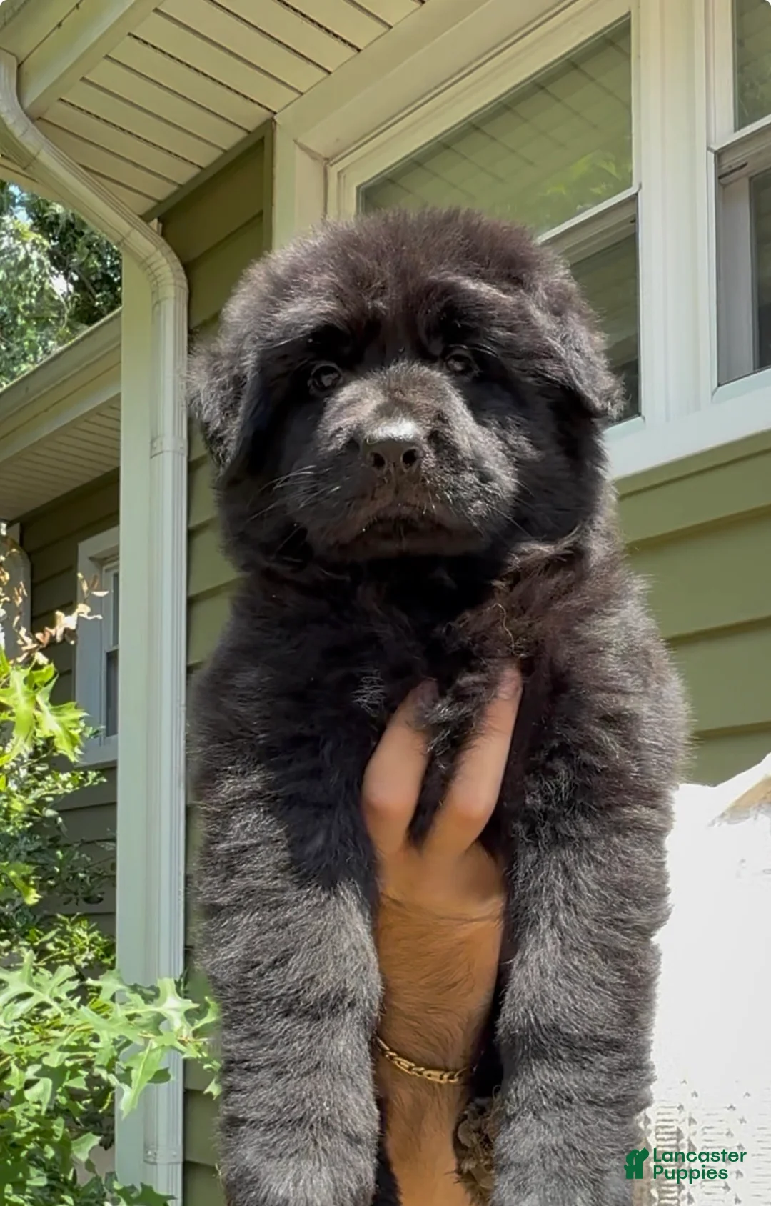 German Shepherd dogs for sale: Queen - Ad 1