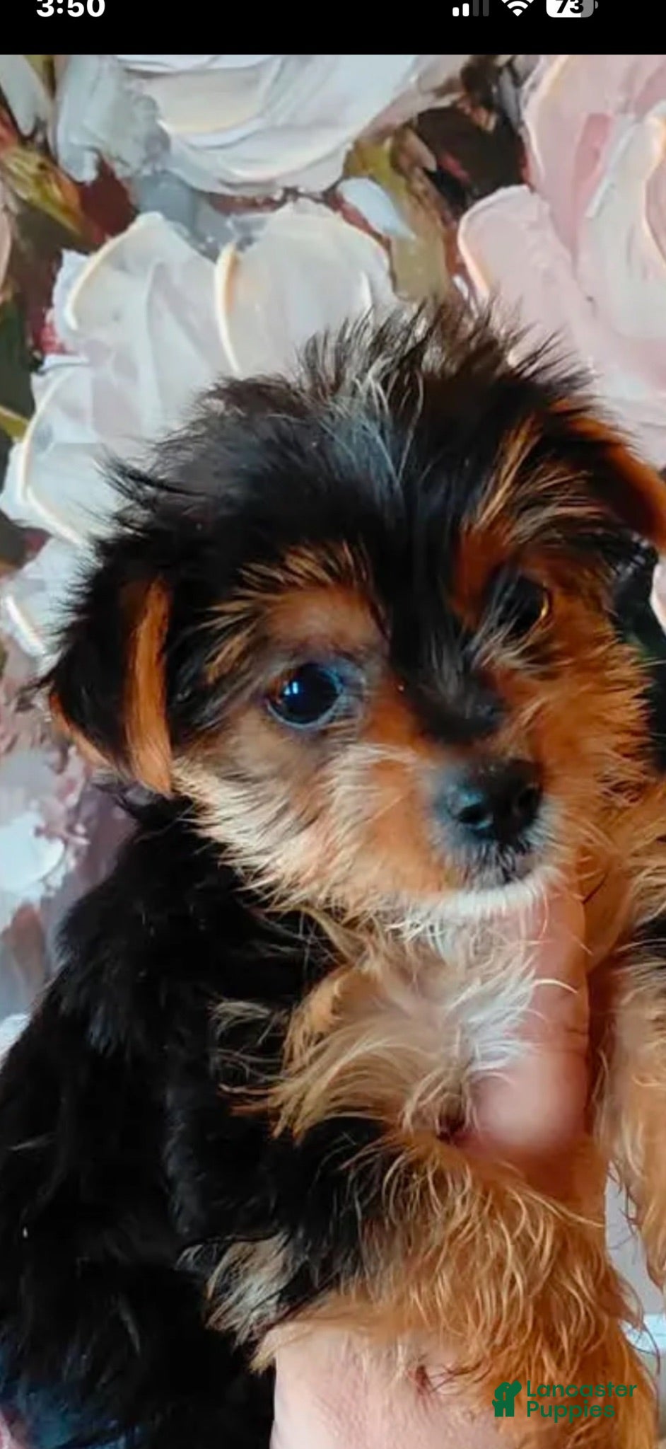 Yorkshire Terrier dogs Yorkshire Terrier Puppy   Toy size  12 weeks old  - Ad 1