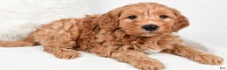 Mini Goldendoodle dogs for sale: Blake - Ad 3