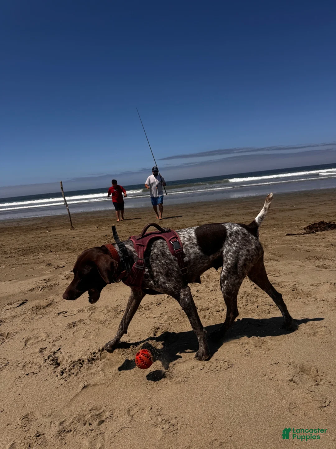 German Shorthaired Pointer dogs for sale: Coco - Ad 4