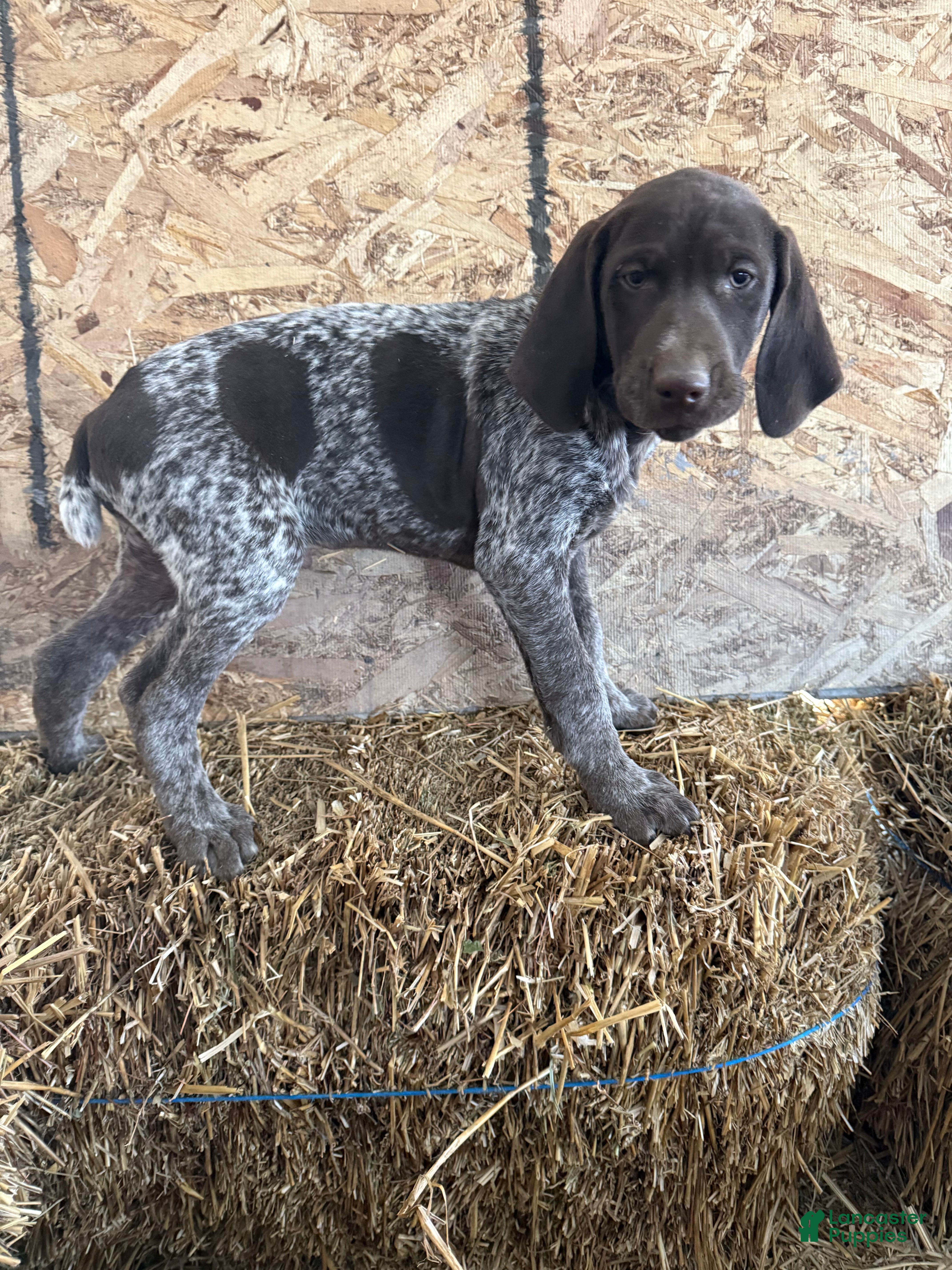 German Shorthaired Pointer dogs German Shorthaired Pointer Puppy 2 - Ad 9